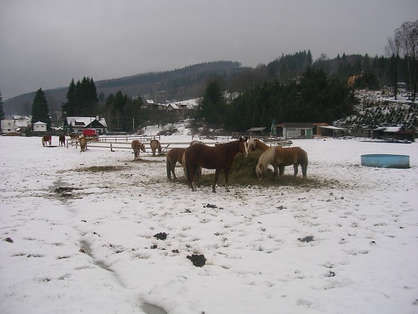 Silvestrovsk vychzka